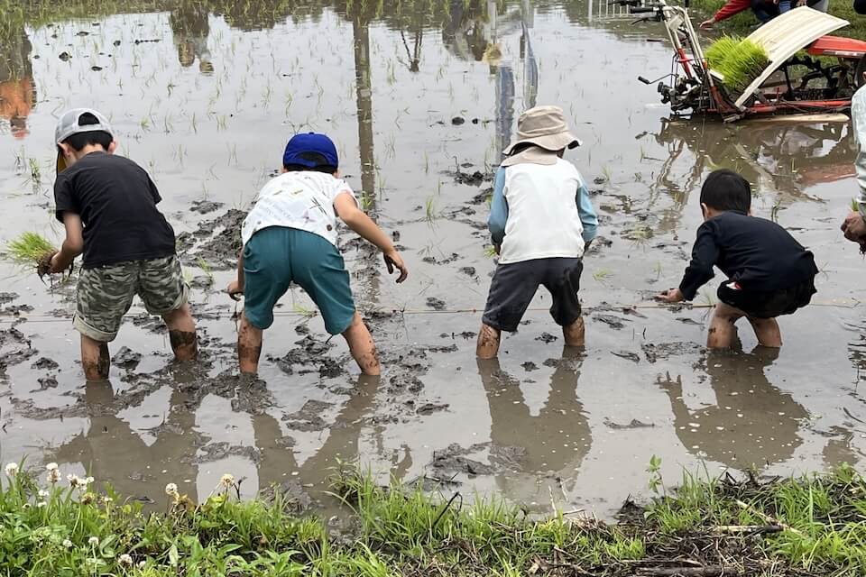 田植えや稲刈りの体験