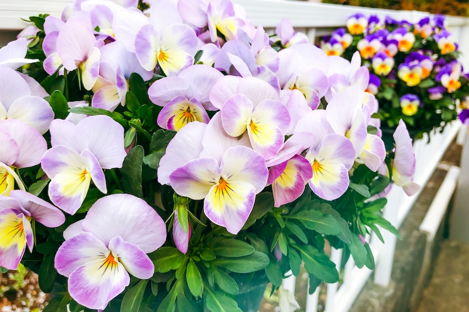 花で彩るまちづくり